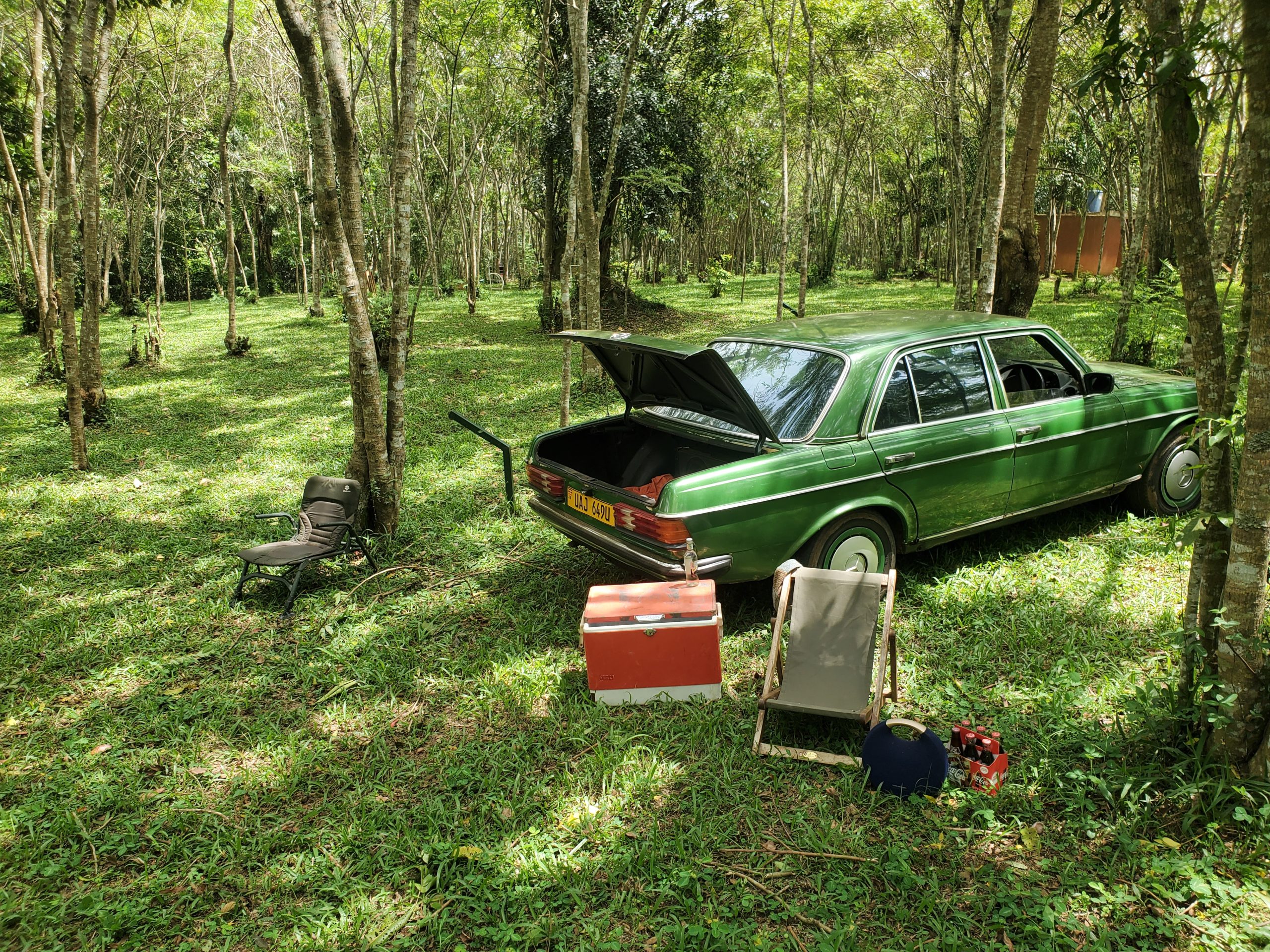 vintage car in trees